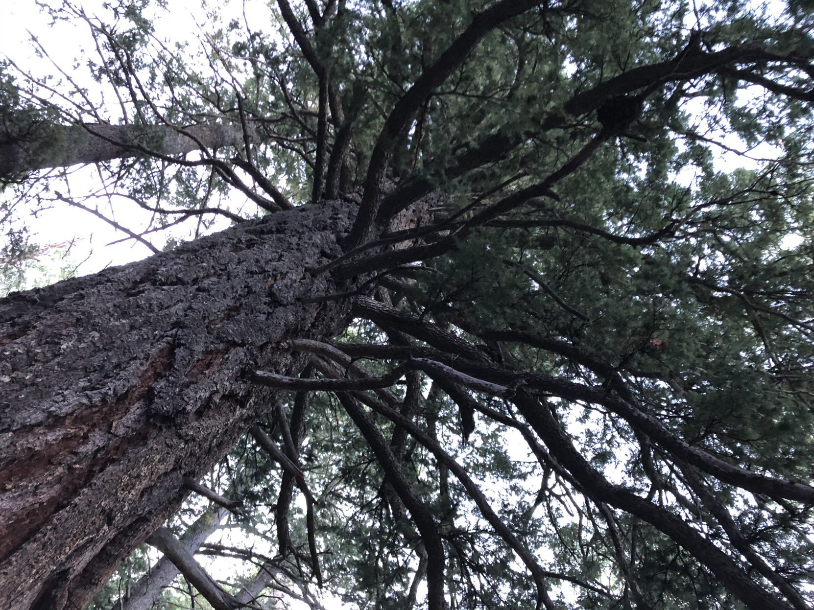 Kachina fir